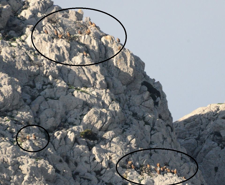 Vulture’s roost / dortoir des vautours, Jbel Moussa, 10 May 2016