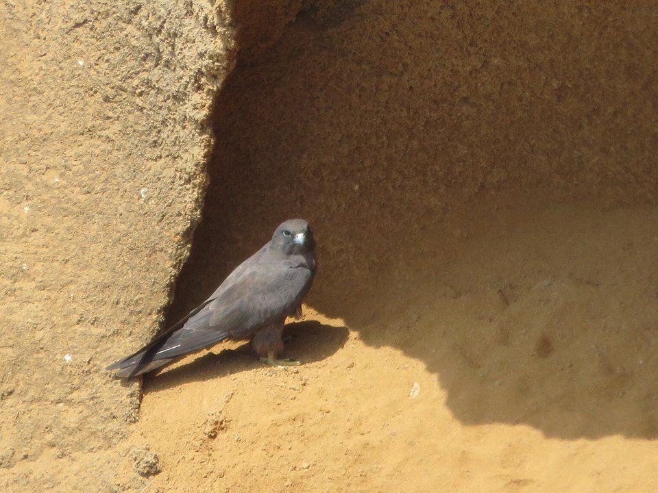 Eleonora’s Falcon (Falco eleonorae), Bouknadel colony, 5 August 2016 (Karim Rousselon) Eleonora’s Falcon (Falco eleonorae), Bouknadel colony, 5 August 2016 (Karim Rousselon)