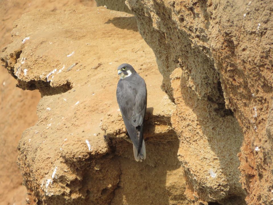 Eleonora’s Falcon (Falco eleonorae), Bouknadel colony, 5 August 2016 (Karim Rousselon) Eleonora’s Falcon (Falco eleonorae), Bouknadel colony, 5 August 2016 (Karim Rousselon)