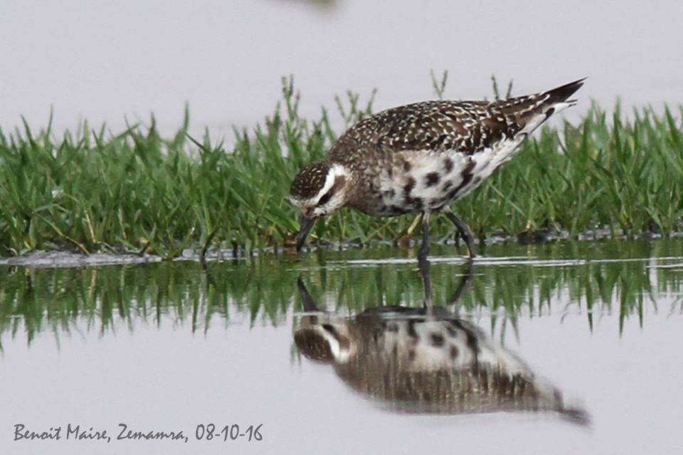 American Golden Plover / Pluvier bronzé (Pluvialis dominica), Zemamra, Morocco, 8 Oct. 2016 (Benoît Maire).