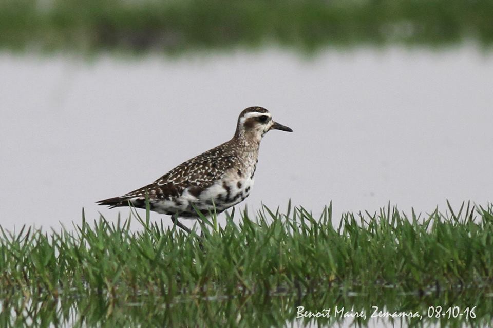 American Golden Plover / Pluvier bronzé (Pluvialis dominica), Zemamra, Morocco, 8 Oct. 2016 (Benoît Maire).