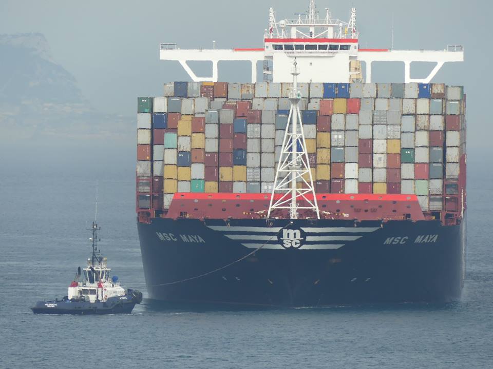 Scopoli's Shearwaters - Pardelas cenicientas (Calonectris diomedea) migrating between container ships, Strait of Gibraltar, 2 Nov 2016 (Juan Ramírez Román)