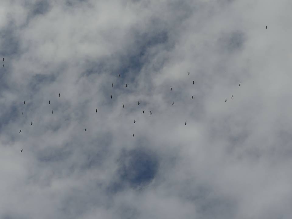 Vultures arriving to Morocco after crossing the Strait of Gibraltar, Nov 2016 (Juan Ramírez Román)