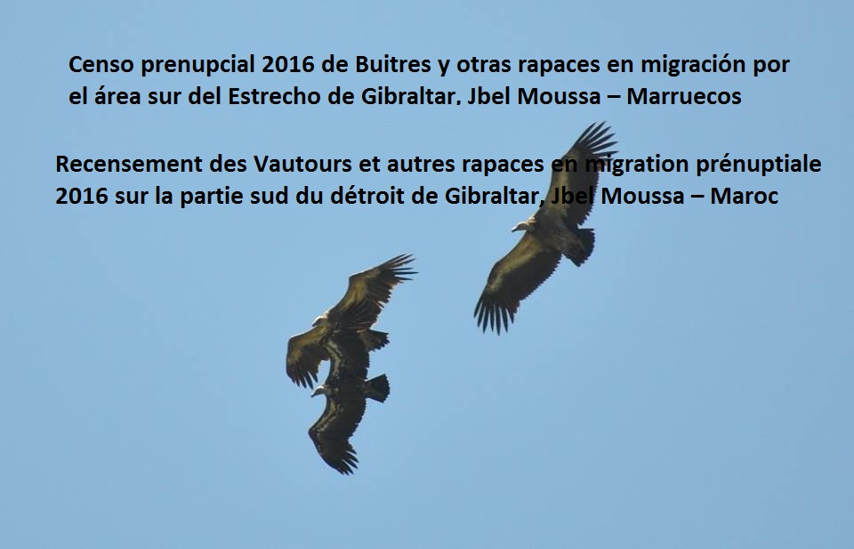 Rüppell’s Vulture (Gyps rueppelli) with 2 Griffon Vultures (Gyps fulvus), Jbel Moussa, Morocco, 2 May 2016.