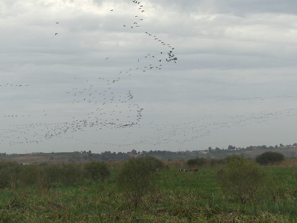 Flocks of Glossy Ibises (Moritos común - Plegadis falcinellus), lower Loukkos marches, 3 Nov 2016 (Juan Ramírez Román)