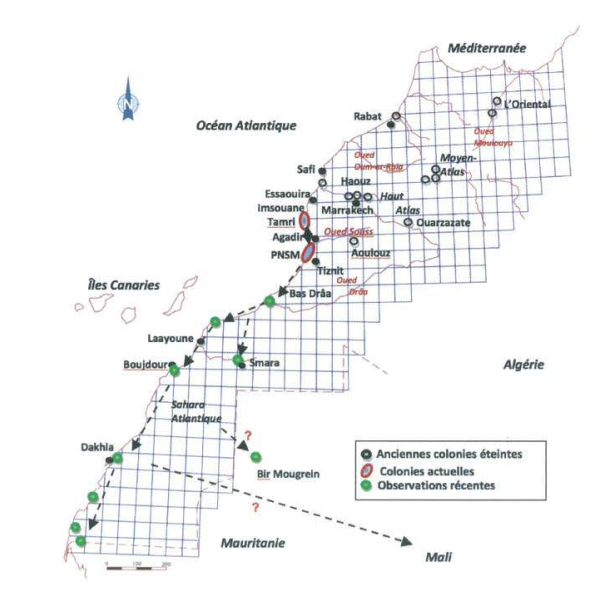 Distribution des anciennes colonies et observations récentes de l’Ibis chauve au Sahara occidental, sud du Maroc. Les flèches en pointillés indiquent les mouvements de dispersion (Mohamed Aourir).