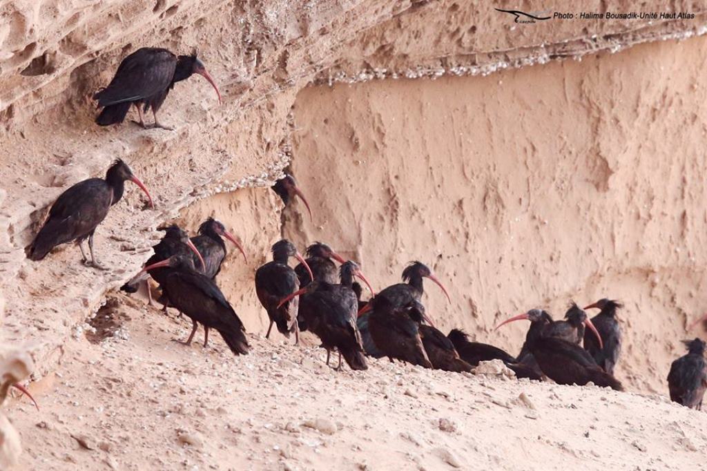 Colonie de l’Ibis chauve (Geronticus eremita) au Maroc