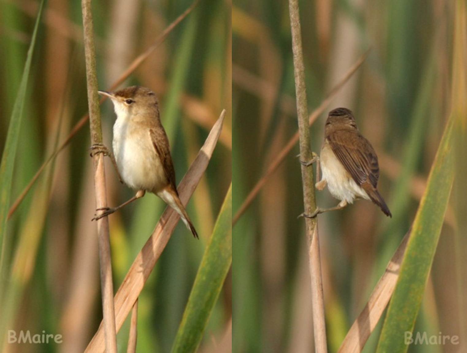 African Reed Warbler / Rousserolle africaine (Acrocephalus baeticatus ambiguus), photographed in northern Morocco in March 2011 (Benoît Maire).