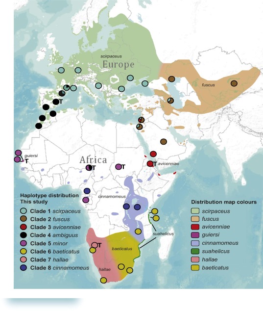 Sampling localities and haplotype distribution superimposed on distribution ranges based on BirdLife International and NatureServe (2014). Bird species distribution maps of the world, with approximate ranges of the different taxa based on