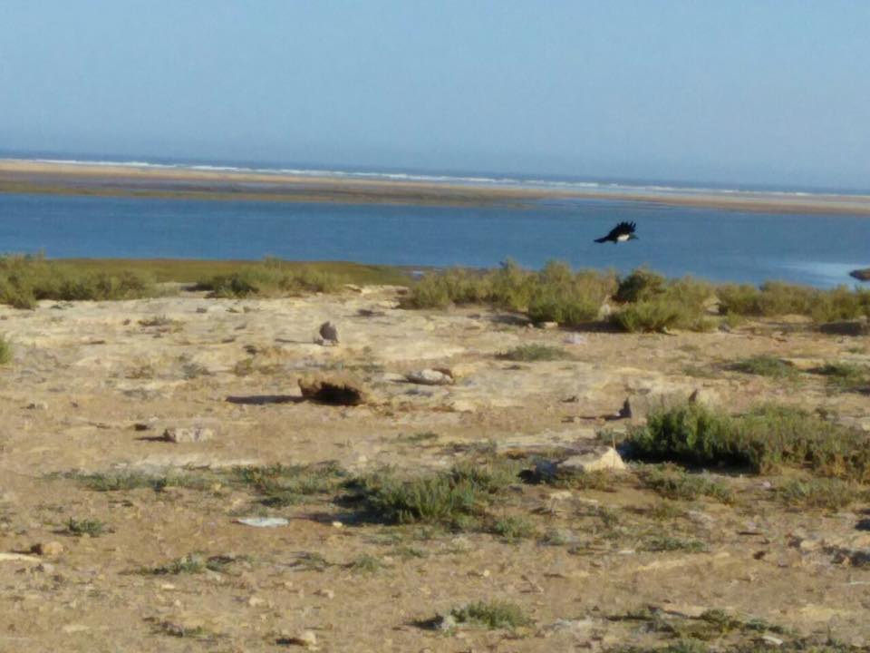 Pied Crow / Corbeau pie (Corvus albus), Khnifiss, southern Morocco, 23 Jan. 2017 (Leabid Ayach) Pied Crow / Corbeau pie (Corvus albus), Khnifiss, southern Morocco, 23 Jan. 2017 (Leabid Ayach)