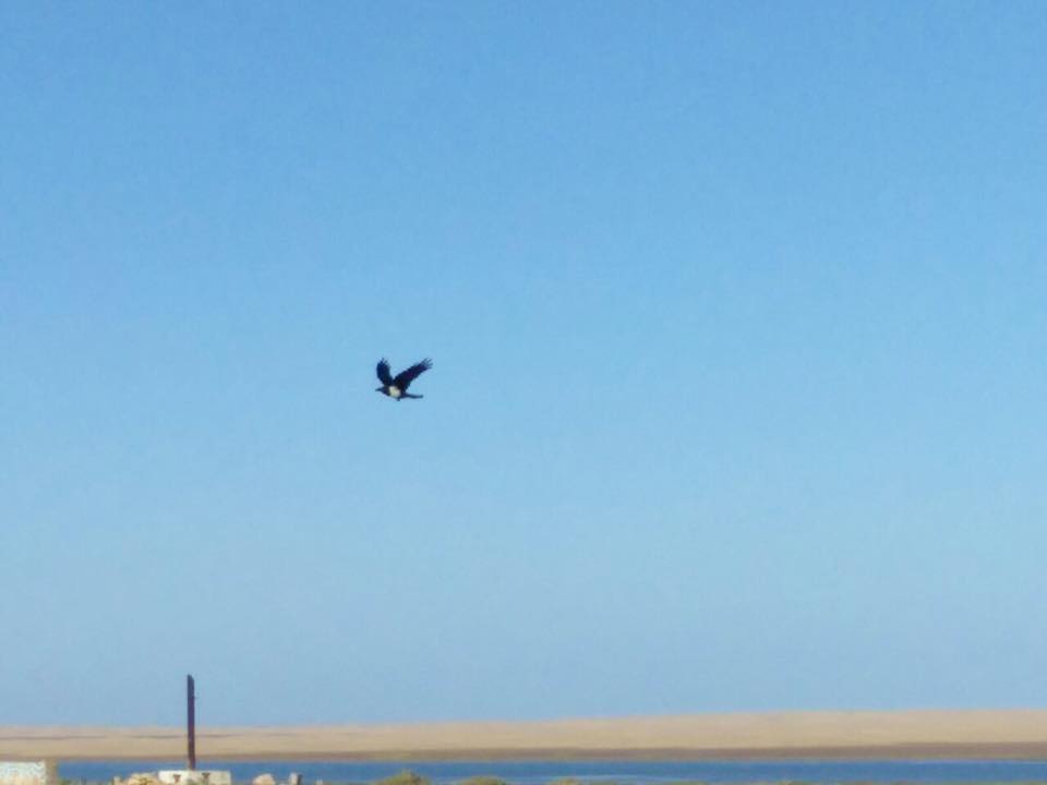 Pied Crow / Corbeau pie (Corvus albus), Khnifiss, southern Morocco, 23 Jan. 2017 (Leabid Ayach) Pied Crow / Corbeau pie (Corvus albus), Khnifiss, southern Morocco, 23 Jan. 2017 (Leabid Ayach)