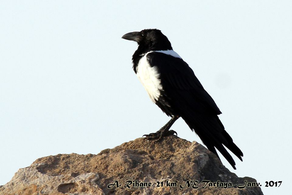 Pied Crow / Corbeau pie (Corvus albus), Tarfaya, southern Morocco, 9 Jan. 2017 (Abdeslam Rihane) Pied Crow / Corbeau pie (Corvus albus), Tarfaya, southern Morocco, 9 Jan. 2017 (Abdeslam Rihane)