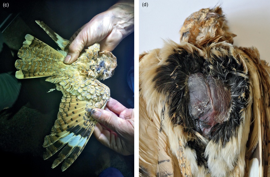 (c) The female Golden Nightjar sampled in this study, Oued Jenaa, Aousserd, 20 April 2016. (d) Vascularised brood patch indicating local breeding.