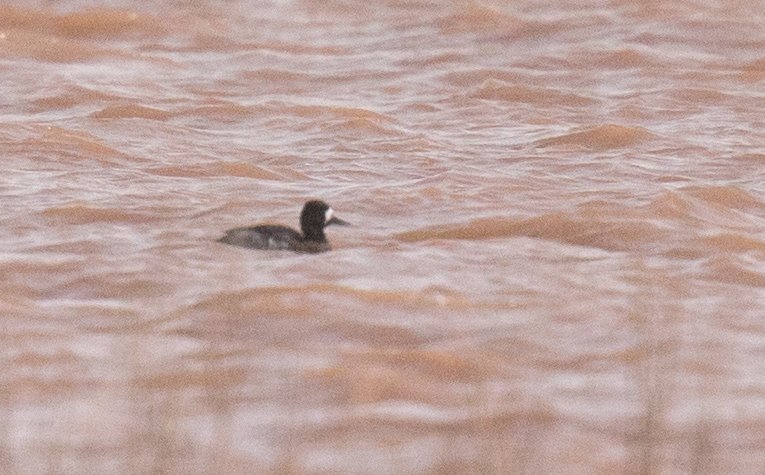 Lesser Scaup / Fuligule à tête noire (Aythya affinis), Barrage El-Mansour Eddahbi, Ouarzazate, 18 March 2017 (Chris Townend / Wise Birding).