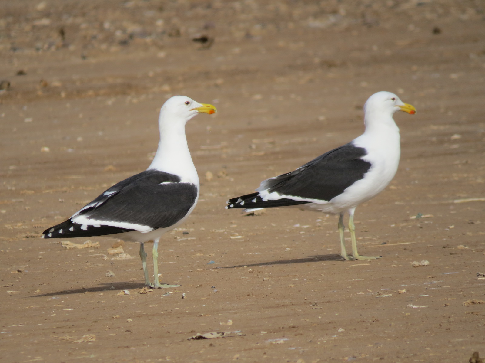Kelp Gulls (Larus dominicanus), Akhfenir, southern Morocco, 25 Feb. 2017 (Robert Swann)
