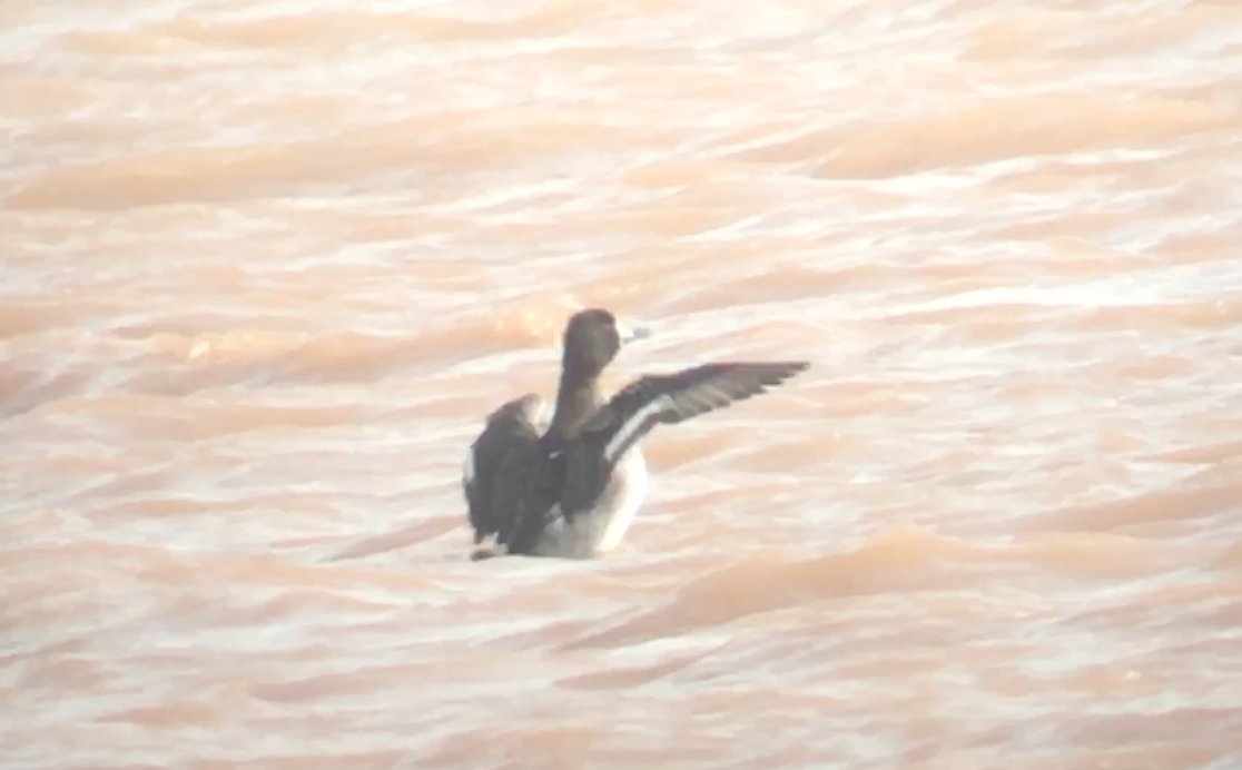 Lesser Scaup / Fuligule à tête noire (Aythya affinis), Barrage El-Mansour Eddahbi, Ouarzazate, 18 March 2017 (Chris Townend / Wise Birding).