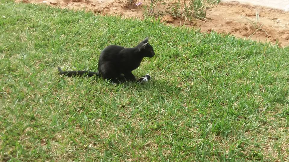 Something caught the attention of the cat just after killing the Collared Flycatcher.