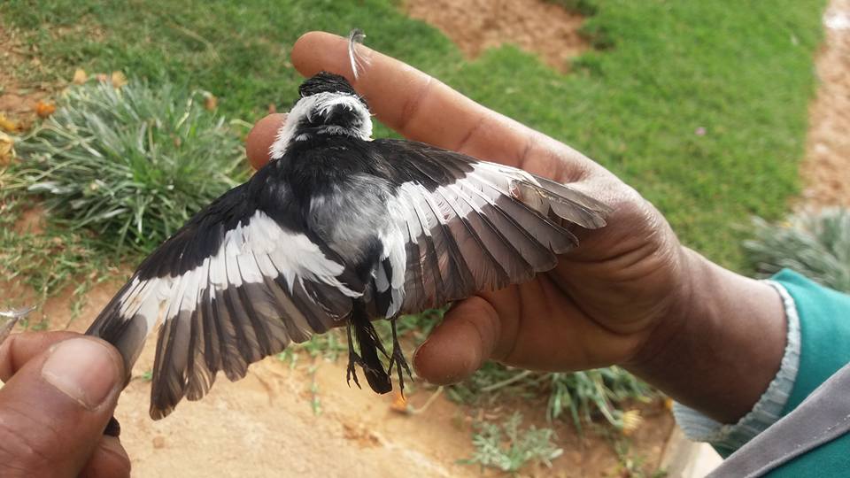 Collared Flycatcher / Gobemouche à collier (Ficedula albicollis) caught by a cat, Rhourde el-Baguel, eastern Algeria, 7 April 2017 (Fethi Saadaoui).