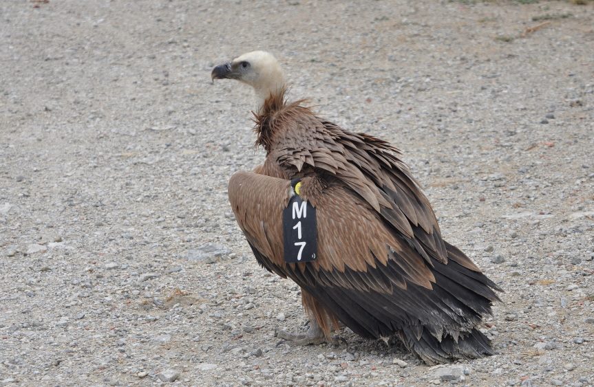 Griffon Vulture (Gyps fulvus) wing-tagged at Jbel Moussa after its recovery, 18 August 2017