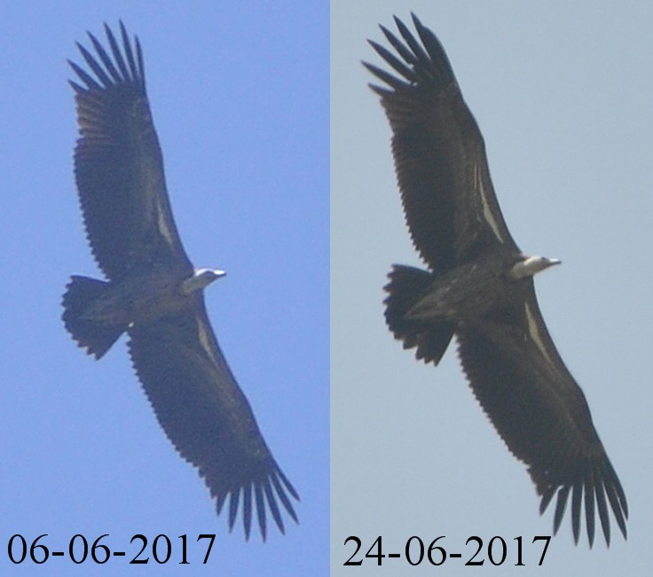 Rüppell’s Vulture (Gyps rueppelli) observed at Jbel Moussa, northern Morocco on 6 and 24 June 2017