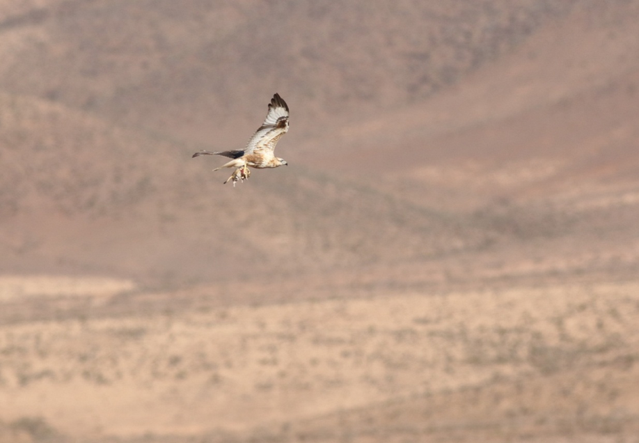 Atlas Long-Legged Buzzard with fat sand rat (Psammomys obesus), Guelmim region, Morocco, 23 Nov. 2017 (Brahim Bakass)