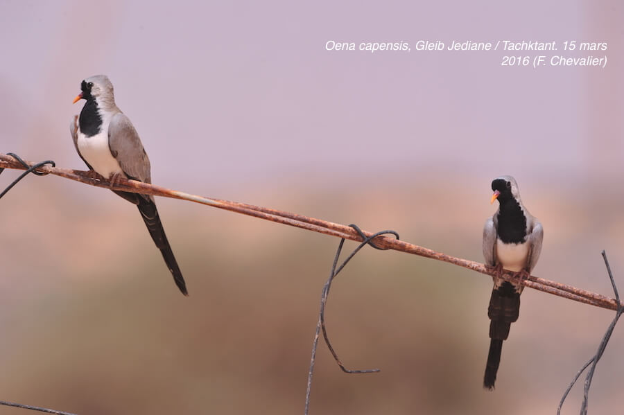 Namaqua Doves / Tourterelles masquées (Oena capensis), Tachektent / Gleib Jediane, Oued Dahab, 15 March 2016 (Franck Chevalier)