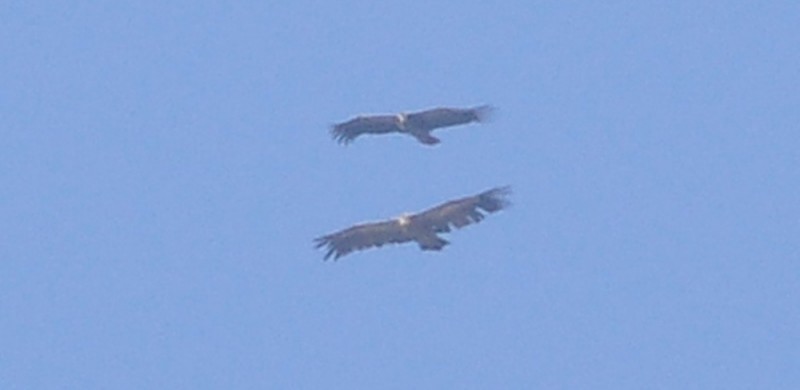 White-backed Vulture / Vautour africain & Griffon Vulture / Vautour fauve, Jbel Moussa, July 2017