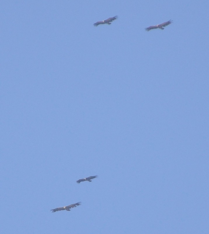 White-backed Vulture (Gyps africanus) surrounded by Griffon Vultures (Gyps fulvus), Jbel Moussa, July 2017