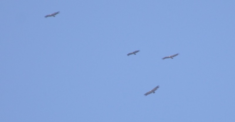 White-backed Vulture (Gyps africanus) surrounded by Griffon Vultures (Gyps fulvus), Jbel Moussa, July 2017