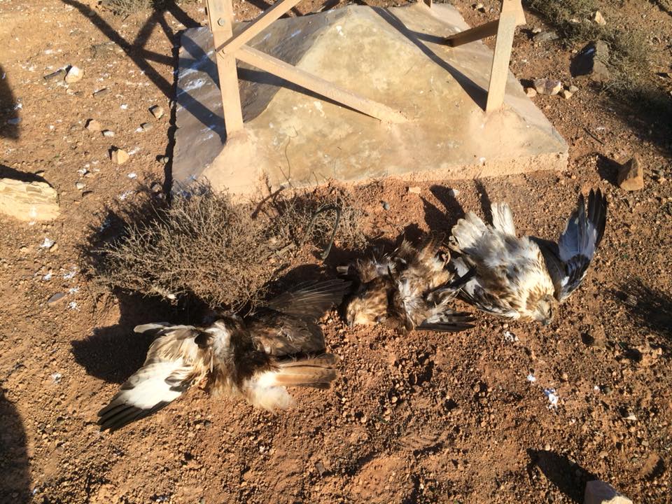 Electrocuted Atlas Long-legged Buzzards (Buteo rufinus cirtensis), Guelmim region, 23 November 2017 (Karim Laïdi)