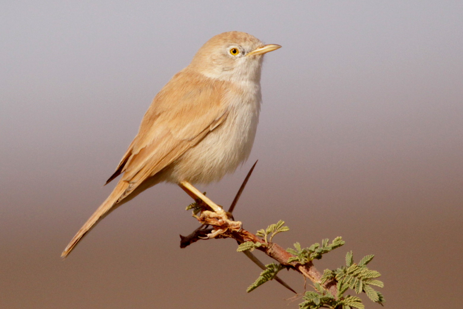African Desert Warbler (Sylvia deserti), between Rissani and Merzouga (Kris Webb).