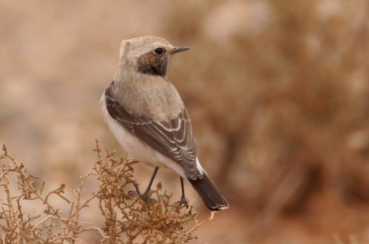 Female Maghreb Wheatear (Oenanthe halophila), c. 3,5 Km SW of Tinghir (Kris Webb).