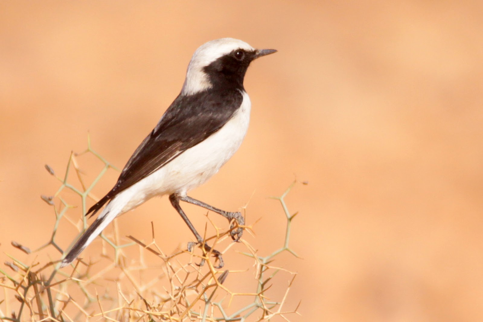 Male Maghreb Wheatear (Oenanthe halophila), c. 8 Km SW of Tinejdad (Kris Webb).