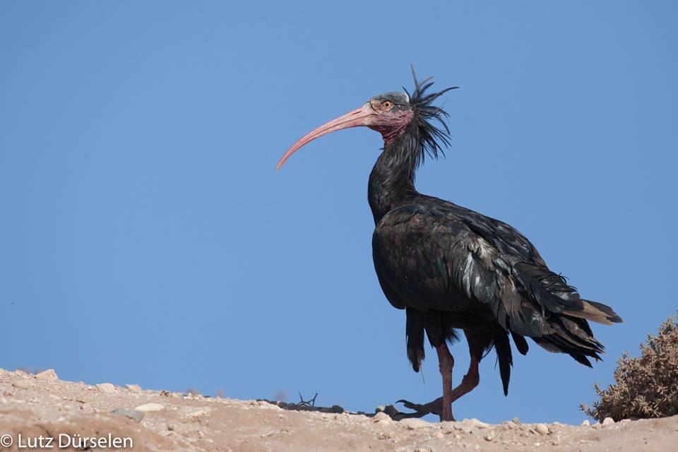 Northern Bald Ibis / Ibis chauve (Geronticus eremita), Souss-Massa National Park, Morocco (Lutz Dürselen)