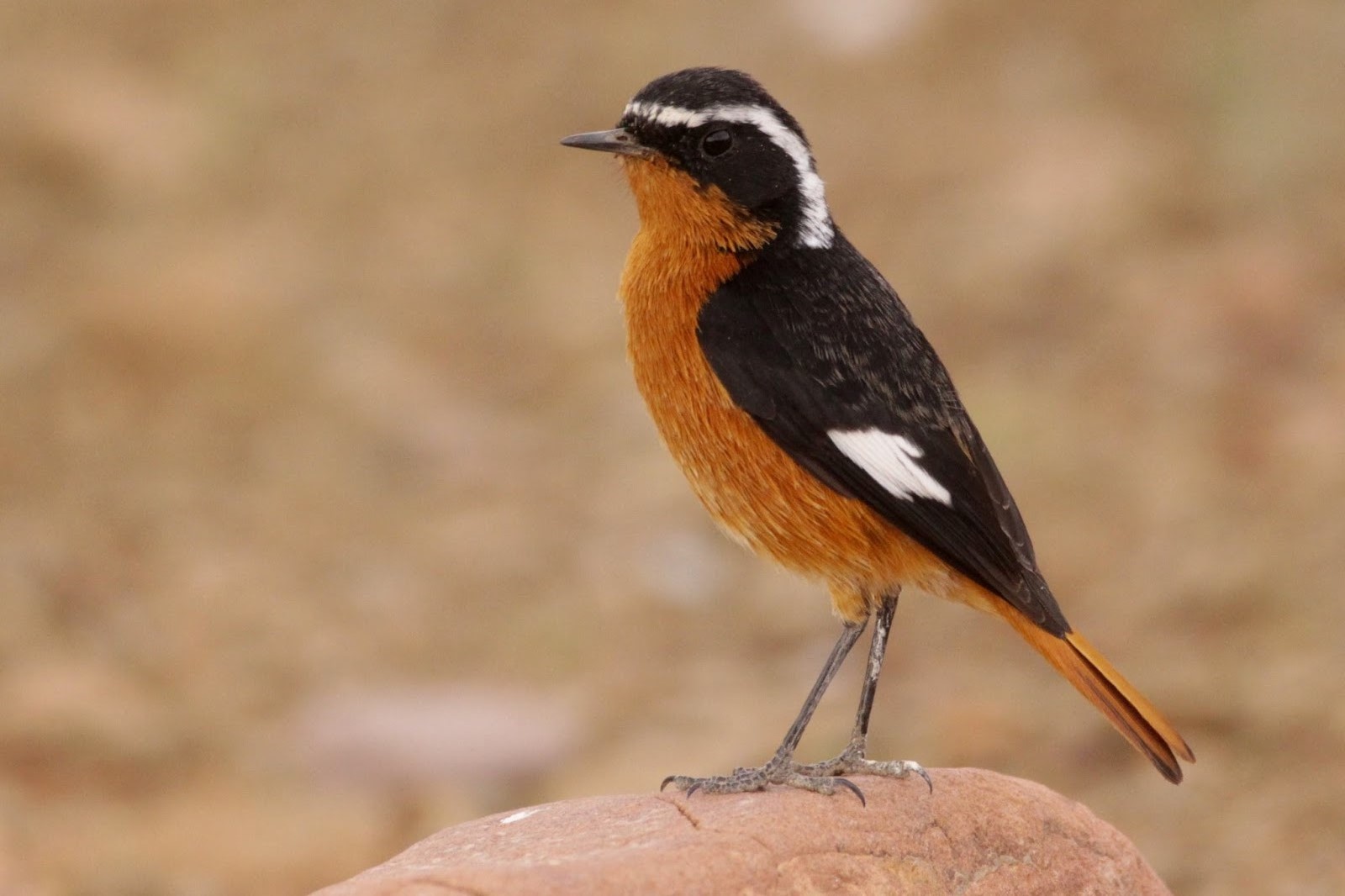 Moussier's Redstart (Phoenicurus moussieri), Tourza, near Alnif (Kris Webb)