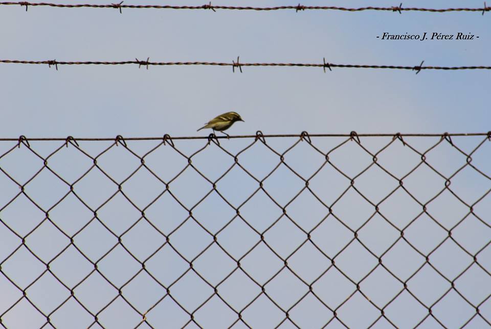 Yellow-browed Warbler / Pouillot à grands sourcils (Phylloscopus inornatus), Melilla, 15 Oct. 2017 (F. J. Pérez Ruiz / Aves y Natura Norteafricanas blog)