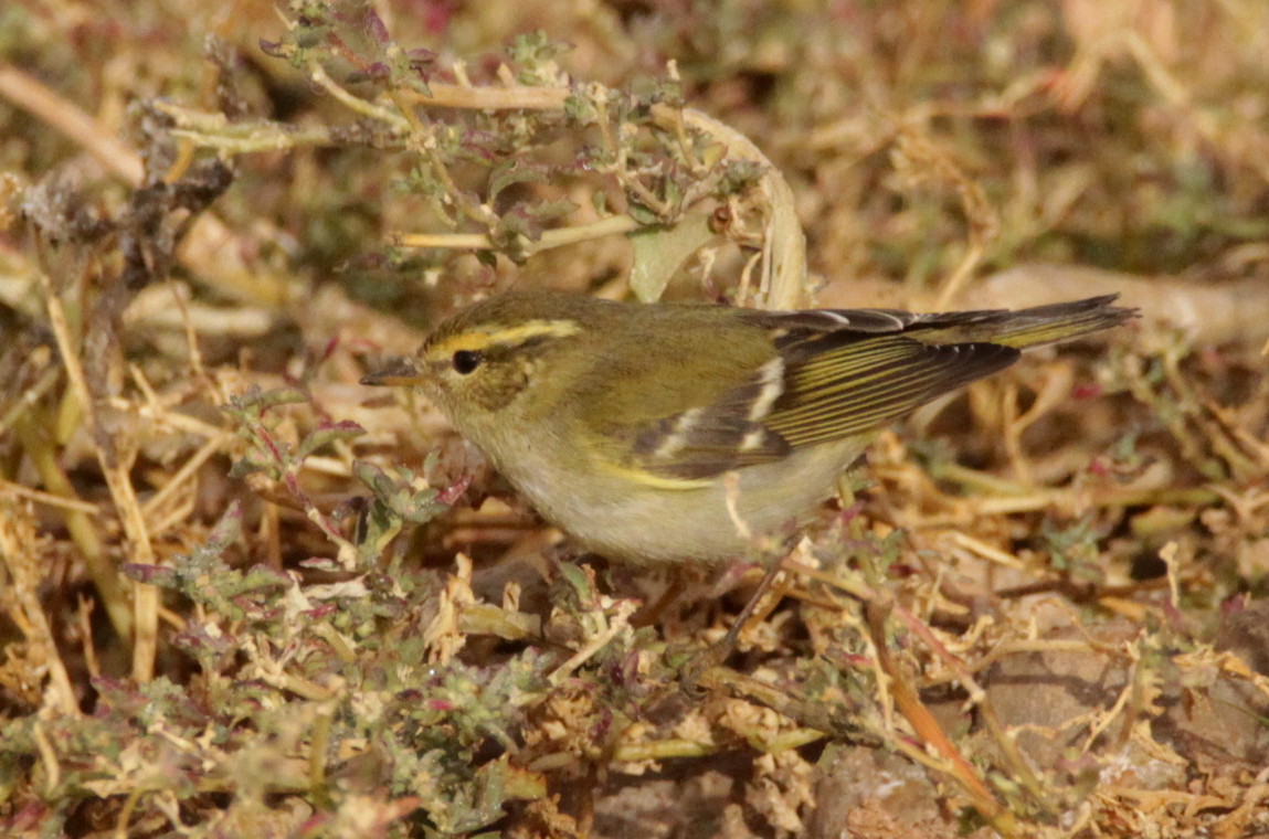 Yellow-browed Warbler / Pouillot à grands sourcils (Phylloscopus inornatus), Tagdilt Track, 1 Dec. 2017 (Kris Webb).