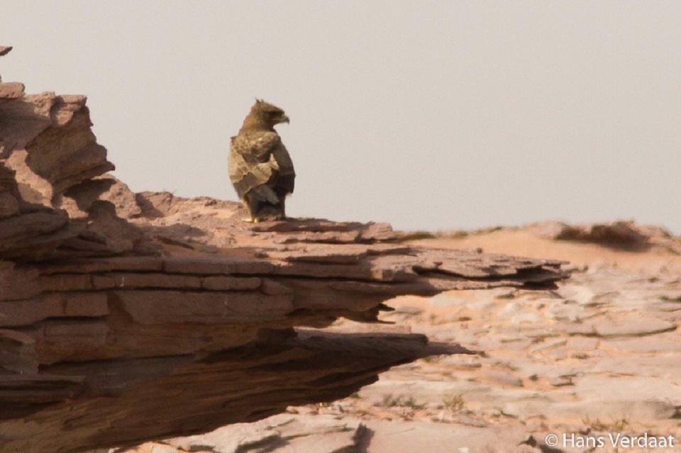 Wahlberg’s Eagle (Hieraaetus wahlbergi), Cap Blanc peninsula, Mauritania, 23 Sep. 2014 (Hans Verdaat).