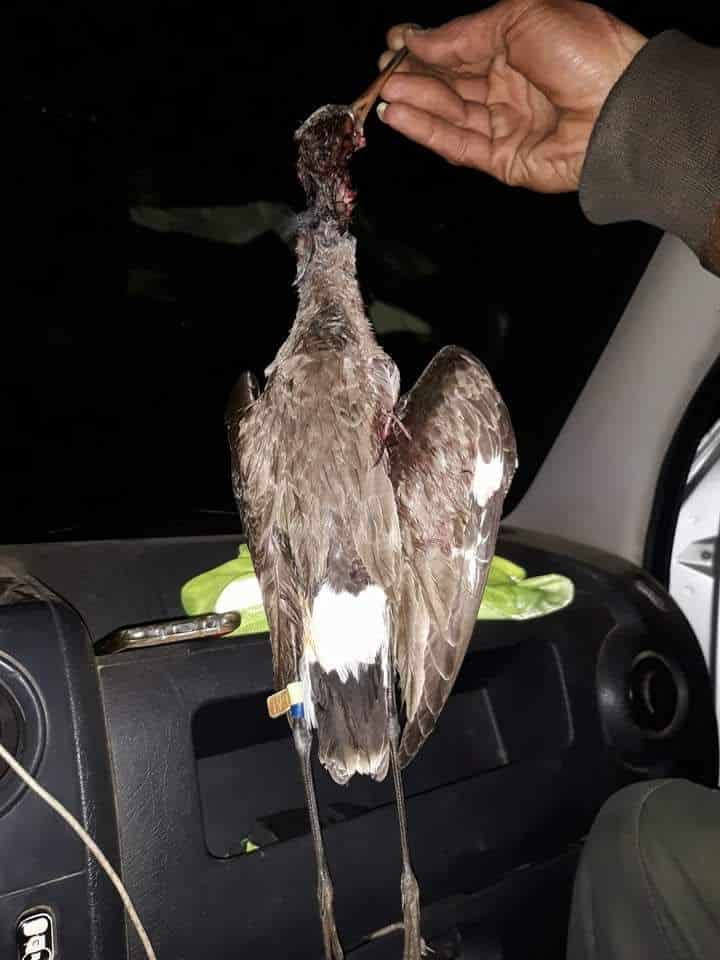 Black-tailed Godwit / Barge à queue noire (Limosa limosa) hunted in Morocco // طائر بقويقة سوداء الذيل تم اصطياده في المغرب Black-tailed Godwit / Barge à queue noire (Limosa limosa) hunted in Morocco // طائر بقويقة سوداء الذيل تم اصطياده في المغرب