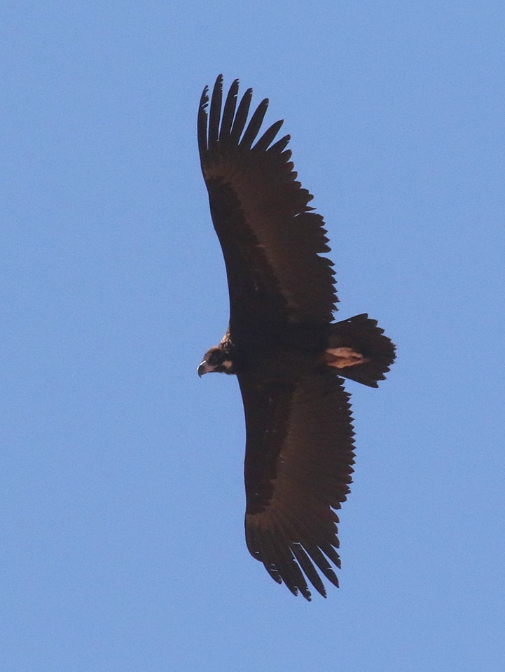 Cinereous Vulture / Vautour moine (Aegypius monachus), Sagata, Senegal; 26 Feb. 2018 (Wietze Janse / Banc d'Arguin Reizen). Cinereous Vulture / Vautour moine (Aegypius monachus), Sagata, Senegal; 26 Feb. 2018 (Wietze Janse / Banc d'Arguin Reizen).