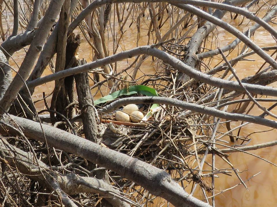 Eurasian Spoonbill nest with three eggs / Nid de Spatule blanche avec trois œufs, Barrage Oued El-Maleh, March 2018 (Rhimou El Hamoumi). Eurasian Spoonbill nest with three eggs / Nid de Spatule blanche avec trois œufs, Barrage Oued El-Maleh, March 2018 (Rhimou El Hamoumi).
