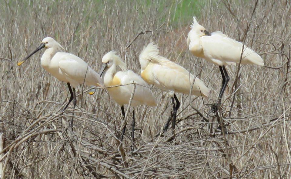 Eurasian Spoonbills / Spatules blanches (Platalea leucorodia), Barrage Oued El-Maleh, Casablanca region, Morocco, March 2018 (Rhimou El Hamoumi). Eurasian Spoonbills / Spatules blanches (Platalea leucorodia), Barrage Oued El-Maleh, Casablanca region, Morocco, March 2018 (Rhimou El Hamoumi).