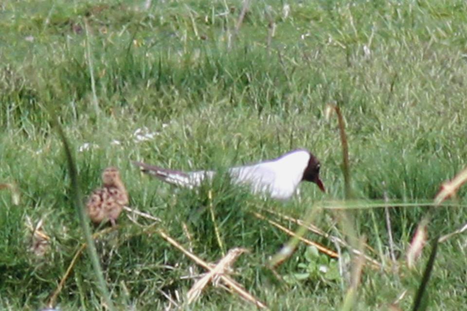 Black-headed Gull / Mouette rieuse (Chroicocephalus ridibundus): adult with chick, Dayet Dar Bouazza, Morocco, 26 May 2018 (Benoit Maire). Black-headed Gull / Mouette rieuse (Chroicocephalus ridibundus): adult with chick, Dayet Dar Bouazza, Morocco, 26 May 2018 (Benoit Maire).