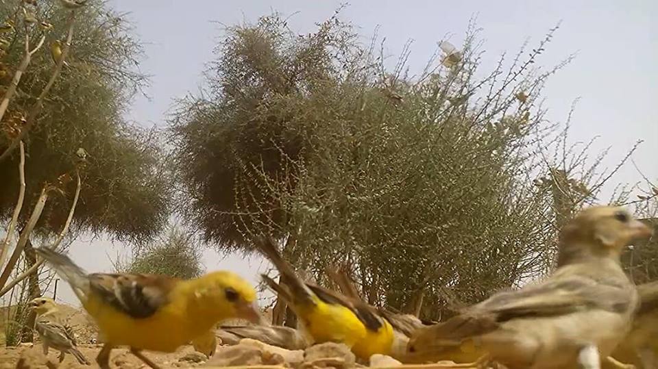 Sudan Golden Sparrows (Passer luteus), Tamanrasset region, southern Algeria, 28 July 2018 (Soufyane Bekkouche).