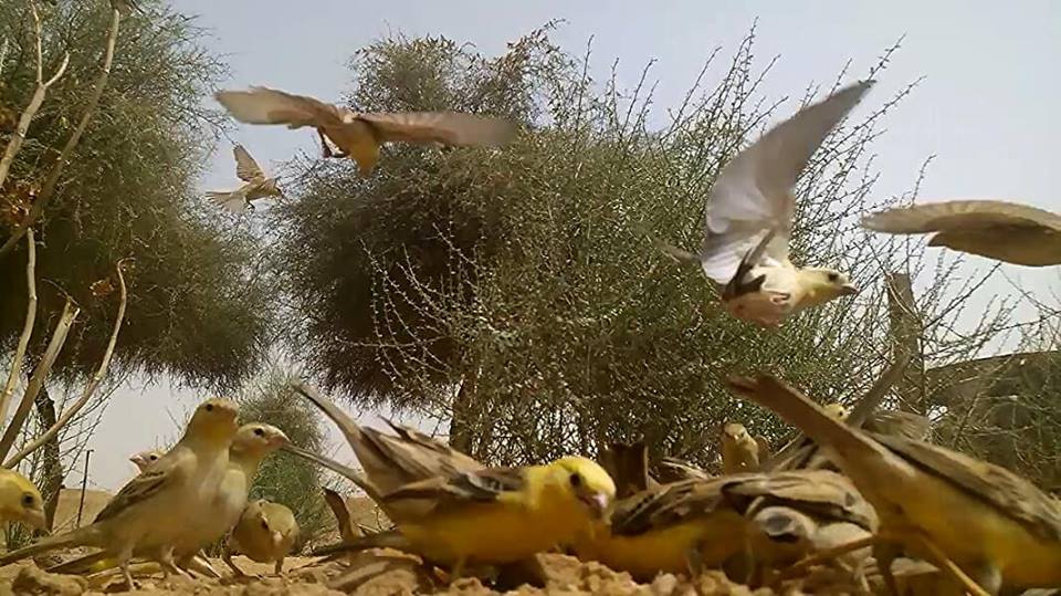 Moineaux dorés (Passer luteus), région de Tamanrasset, sud d’Algérie, 28 juillet 2018 (Soufyane Bekkouche).