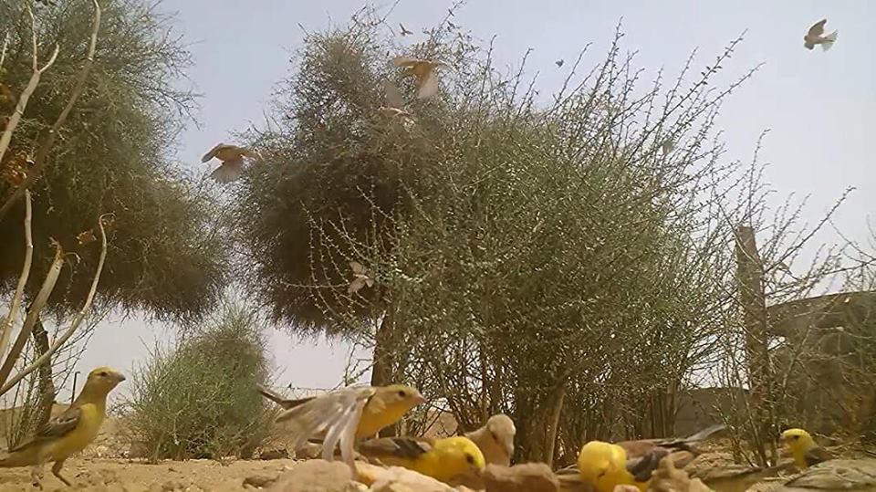 Sudan Golden Sparrows (Passer luteus), Tamanghasset region, southern Algeria, 28 July 2018 (Soufyane Bekkouche).