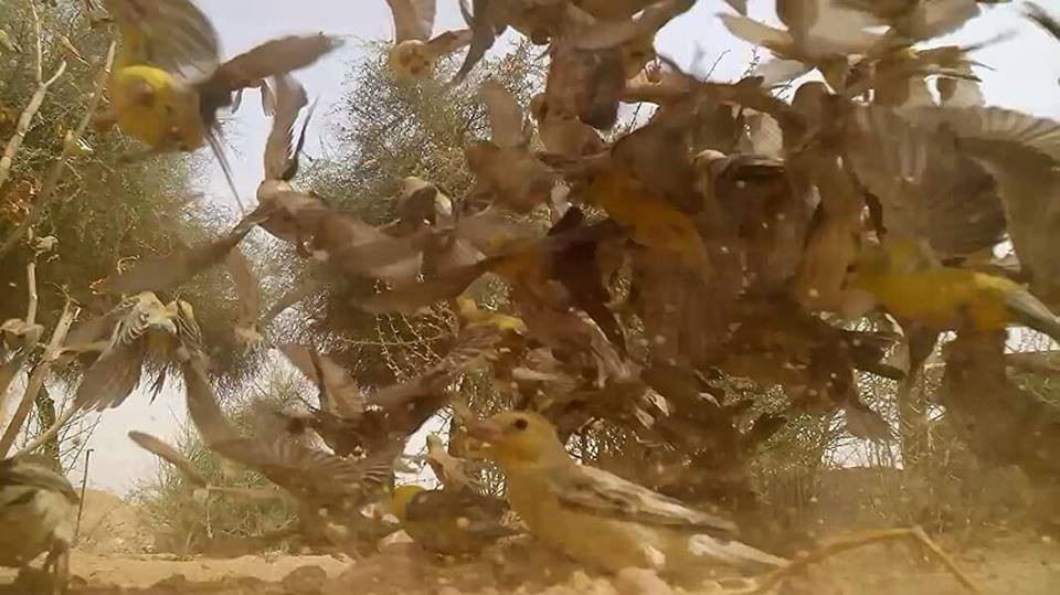 Sudan Golden Sparrows (Passer luteus), Tamanrasset region, southern Algeria, 28 July 2018 (Soufyane Bekkouche).