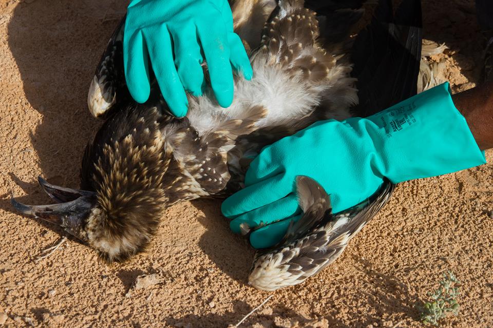 Bianca, a young Egyptian Vulture released in southern Italy, and found dead in Tunisia. Secondary poisoning is the probable cause of her death (Hichem Azafzaf / Association "Les Amis des Oiseaux" (AAO)). Bianca, a young Egyptian Vulture released in southern Italy, and found dead in Tunisia. Secondary poisoning is the probable cause of her death (Hichem Azafzaf / Association "Les Amis des Oiseaux" (AAO)).