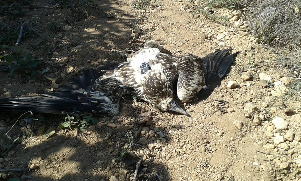 Clara, a young Egyptian Vulture released in southern Italy, shot dead by an illegal hunter in western Sicily (CERM, Centro Rapaci Minacciati). Clara, a young Egyptian Vulture released in southern Italy, shot dead by an illegal hunter in western Sicily (CERM, Centro Rapaci Minacciati).
