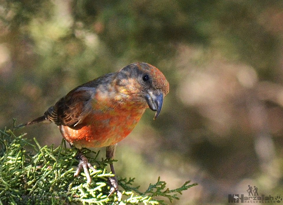 Atlas Crossbill / Bec-croisé du Maghreb (Loxia curvirostra poliogyna), north-east Algeria (Mourad Harzallah).